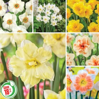 Dazzling Daffodil Collection Thumbnail